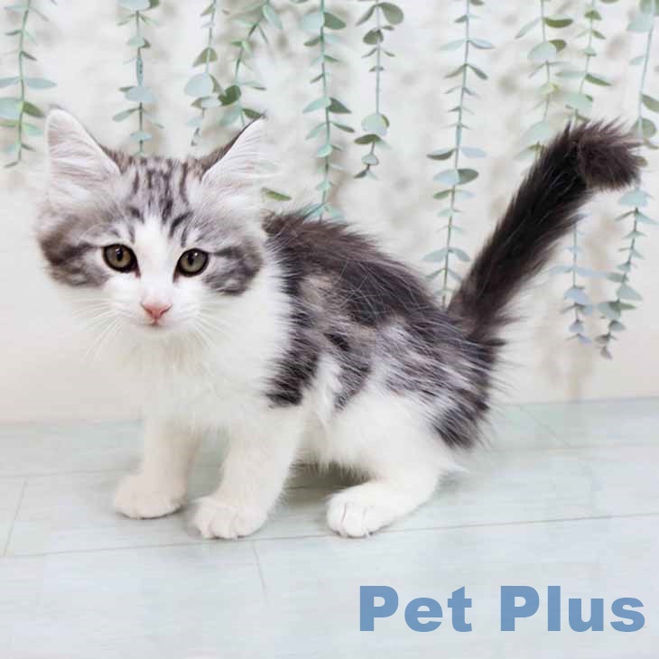 大阪府のノルウェージャンフォレストキャット (ペットプラス イオン大日店/2025年10月10日生まれ/男の子/シルバークラシックタビーホワイト)の子猫の1枚目の画像