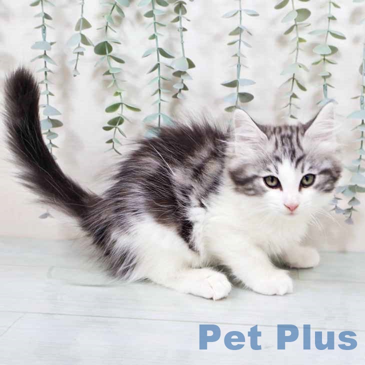 大阪府のノルウェージャンフォレストキャット (ペットプラス イオン大日店/2025年10月10日生まれ/男の子/シルバークラシックタビーホワイト)の子猫の2枚目の画像