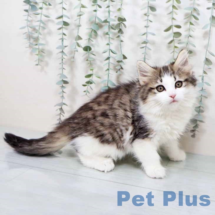 大阪府のノルウェージャンフォレストキャット (ペットプラス 鶴見店/2025年10月10日生まれ/女の子/ブラウンシルバータビーホワイト)の子猫の1枚目の画像