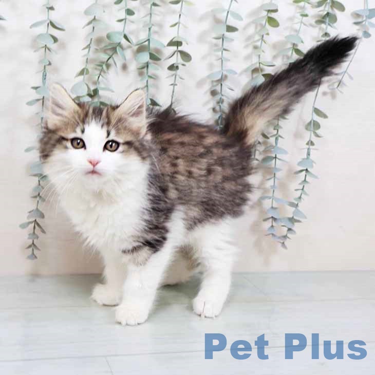 大阪府のノルウェージャンフォレストキャット (ペットプラス 鶴見店/2025年10月10日生まれ/女の子/ブラウンシルバータビーホワイト)の子猫の2枚目の画像
