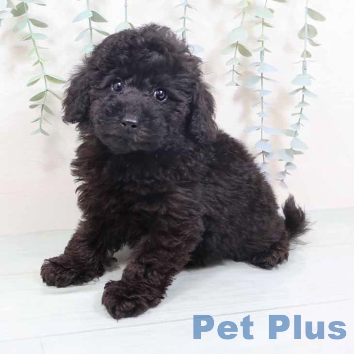 トイ・プードルの写真2