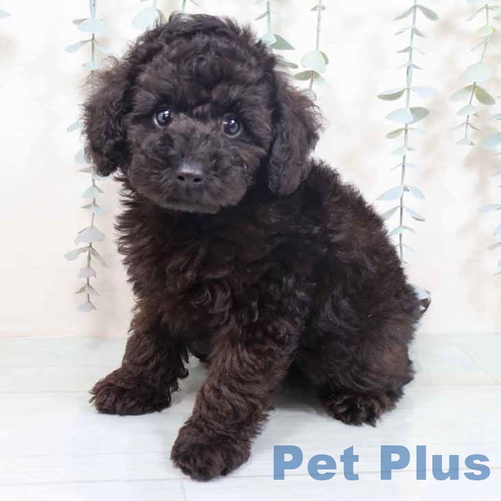 京都府のトイプードル(トイ) (ペットプラス 久御山店/2025年10月24日生まれ/男の子/ブラック)の子犬の1枚目の画像