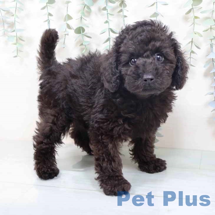 京都府のトイプードル(トイ) (ペットプラス 久御山店/2025年10月24日生まれ/男の子/ブラック)の子犬の2枚目の画像