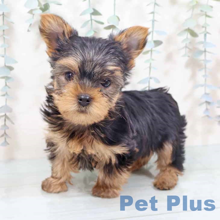 ヨークシャー・テリア