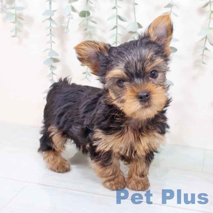 ヨークシャー・テリアの写真2