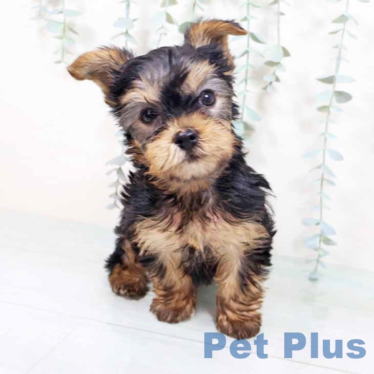 大阪府のヨークシャーテリア (ペットプラス りんくう泉南店/2025年10月23日生まれ/女の子/スチールブルータン)の子犬