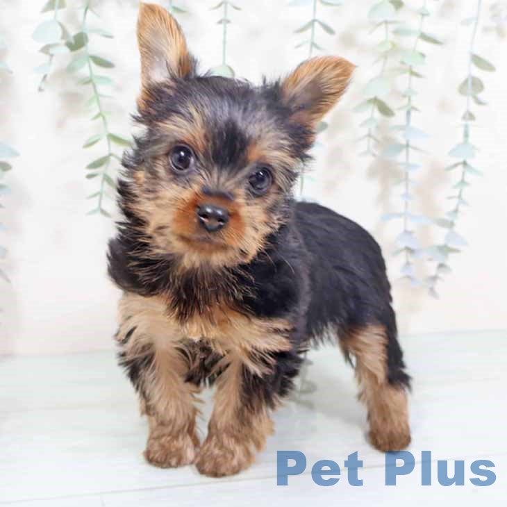 ヨークシャー・テリア