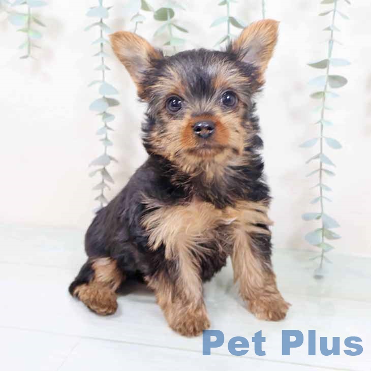 ヨークシャー・テリアの写真2