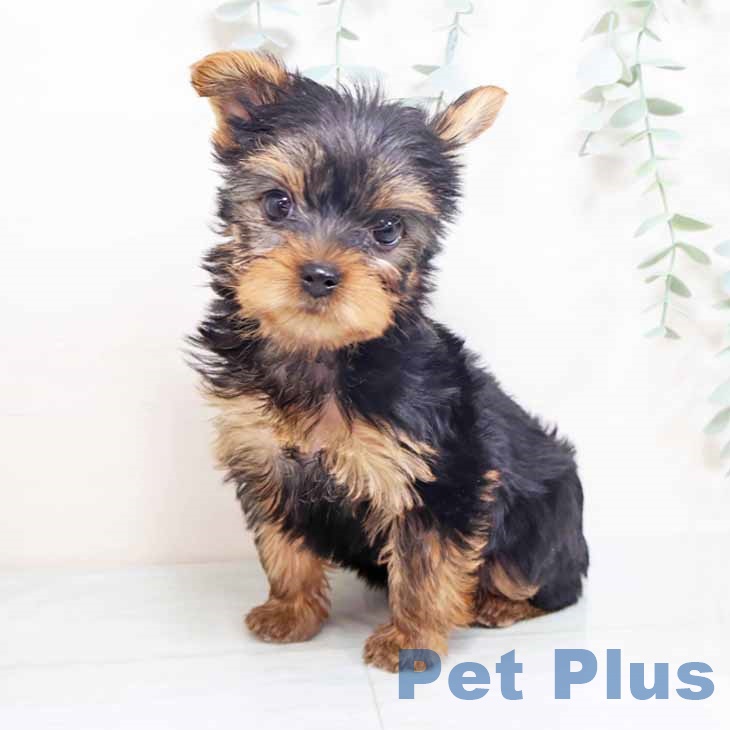 ヨークシャー・テリア