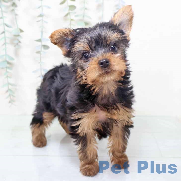 ヨークシャー・テリアの写真2