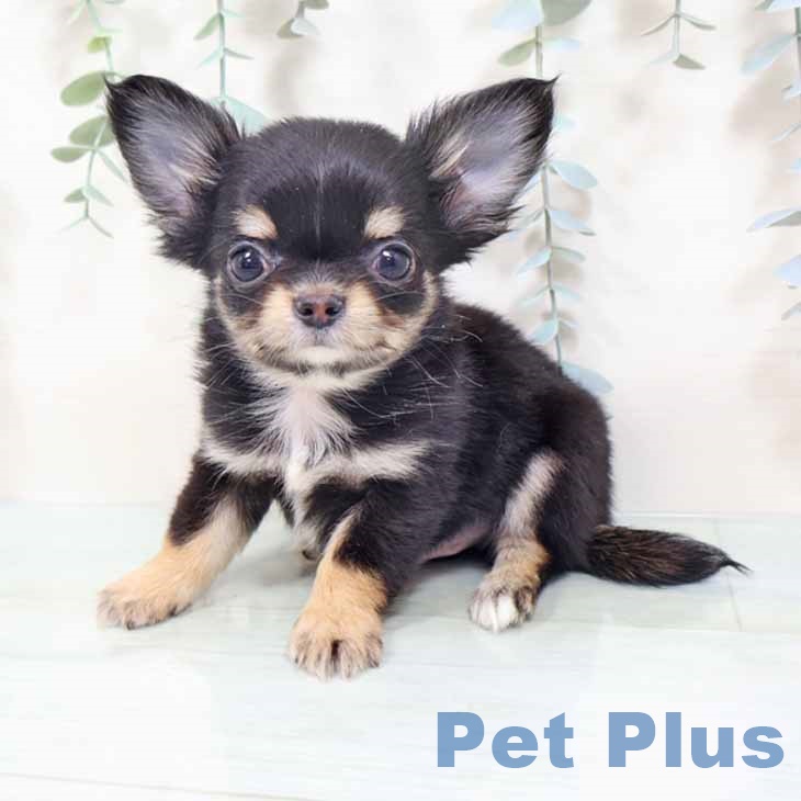 大阪府のチワワ(ロング) (ペットプラス ららぽーと和泉店/2025年10月17日生まれ/男の子/ブラックタンホワイト)の子犬の1枚目の画像