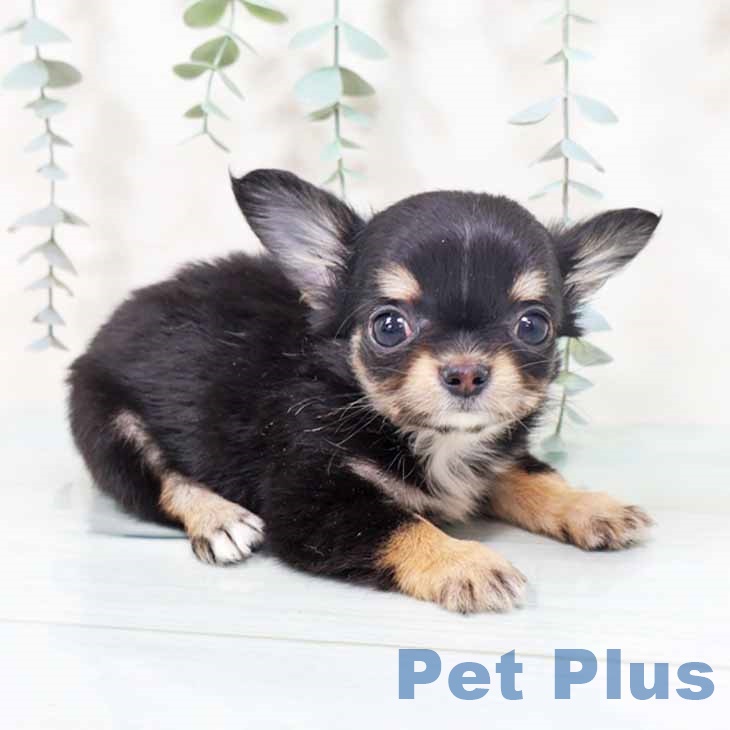 大阪府のチワワ(ロング) (ペットプラス ららぽーと和泉店/2025年10月17日生まれ/男の子/ブラックタンホワイト)の子犬の2枚目の画像