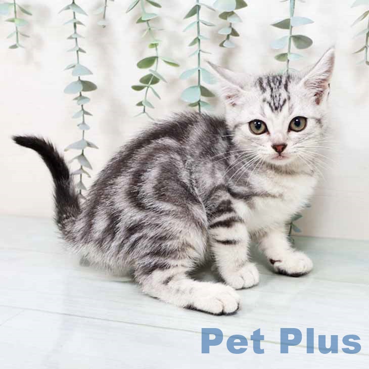 大阪府のアメリカンショートヘアー (ペットプラス 鶴見店/2025年10月7日生まれ/男の子/シルバータビー)の子猫の1枚目の画像