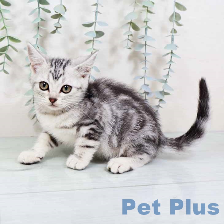 大阪府のアメリカンショートヘアー (ペットプラス 鶴見店/2025年10月7日生まれ/男の子/シルバータビー)の子猫の2枚目の画像