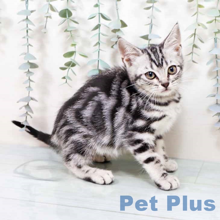 大阪府のアメリカンショートヘアー (ペットプラス ららぽーと和泉店/2025年10月7日生まれ/女の子/シルバータビー)の子猫の1枚目の画像