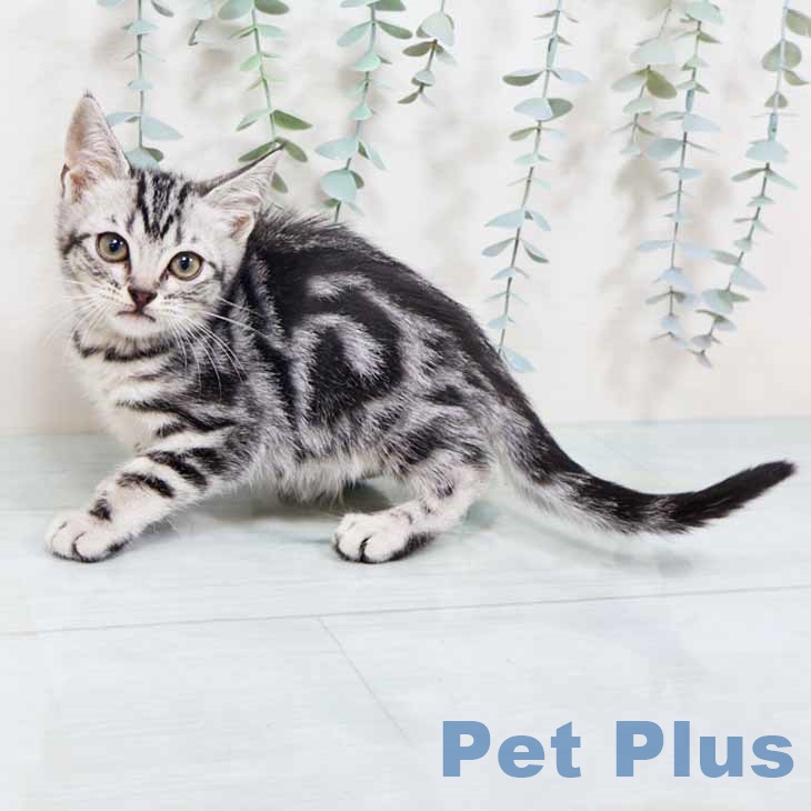 大阪府のアメリカンショートヘアー (ペットプラス ららぽーと和泉店/2025年10月7日生まれ/女の子/シルバータビー)の子猫の2枚目の画像