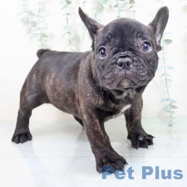 兵庫県のフレンチブルドッグ (ペットプラス 神戸三宮店/2025年10月12日生まれ/男の子/ブリンドル)の子犬の1枚目の画像