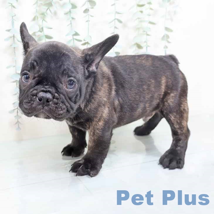 兵庫県のフレンチブルドッグ (ペットプラス 神戸三宮店/2025年10月12日生まれ/男の子/ブリンドル)の子犬の2枚目の画像
