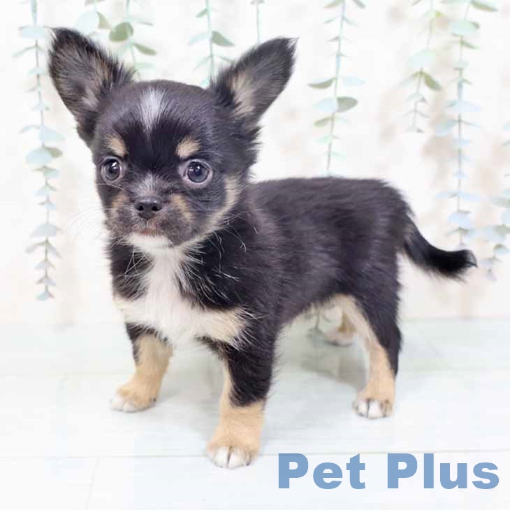 大阪府のチワワ(ロング) (ペットプラス 鶴見店/2025年10月24日生まれ/男の子/ブラックタンホワイト)の子犬の1枚目の画像