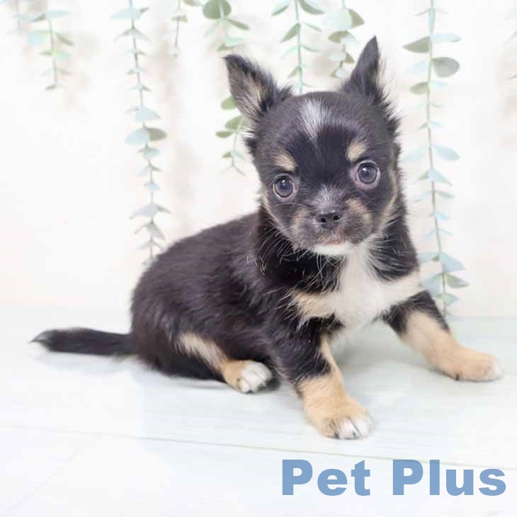 大阪府のチワワ(ロング) (ペットプラス 鶴見店/2025年10月24日生まれ/男の子/ブラックタンホワイト)の子犬の2枚目の画像