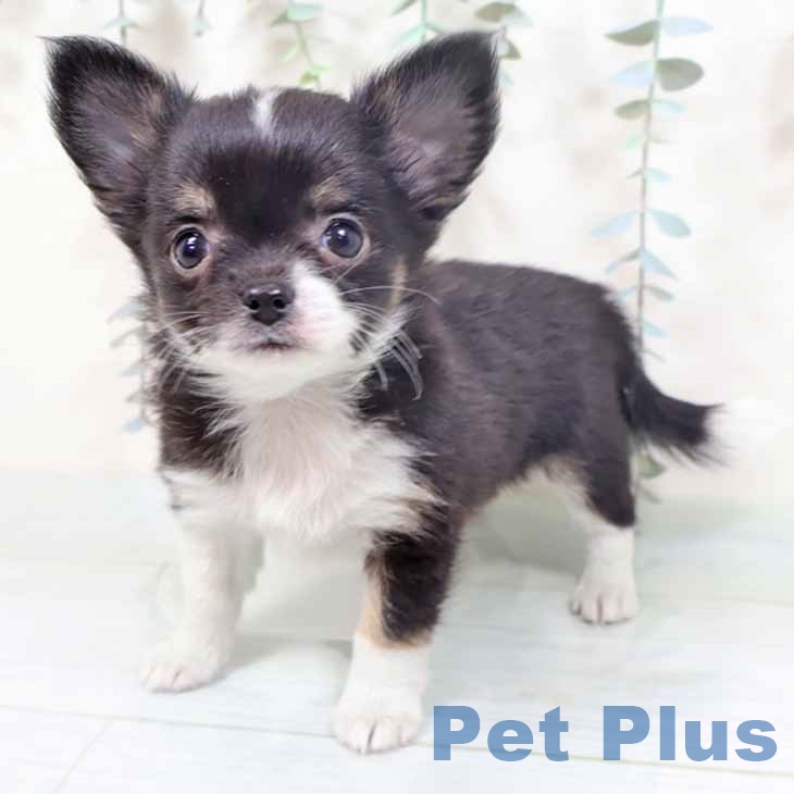 兵庫県のチワワ(ロング) (ペットプラス 神戸三宮店/2025年10月24日生まれ/女の子/ブラックタンホワイト)の子犬の1枚目の画像