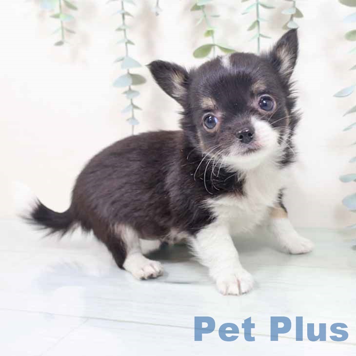 兵庫県のチワワ(ロング) (ペットプラス 神戸三宮店/2025年10月24日生まれ/女の子/ブラックタンホワイト)の子犬の2枚目の画像