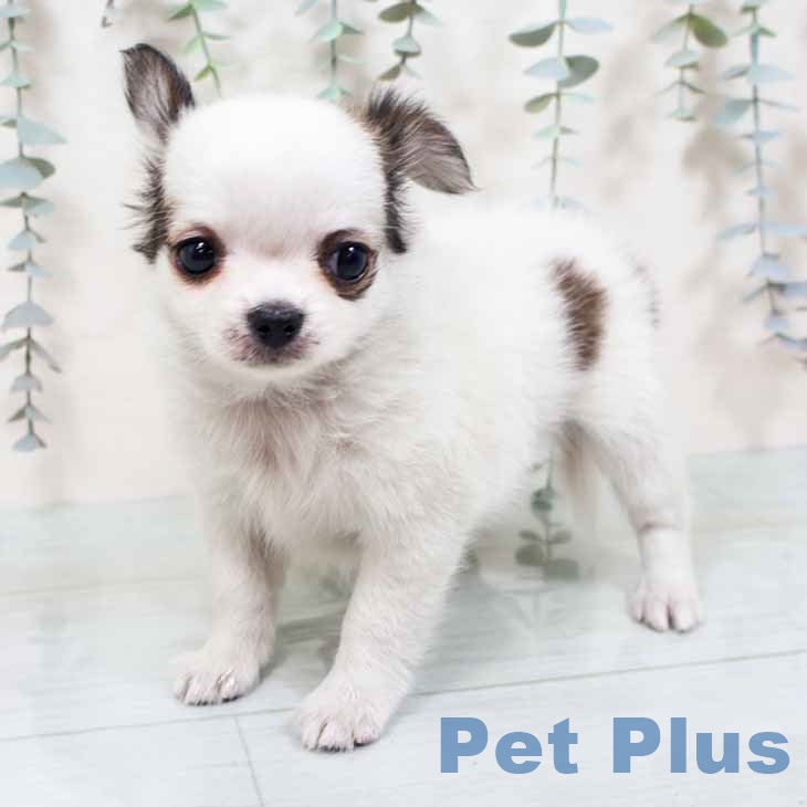 京都府のチワワ(ロング) (ペットプラス 京都桂川店/2025年10月22日生まれ/男の子/ホワイトレッド)の子犬の1枚目の画像
