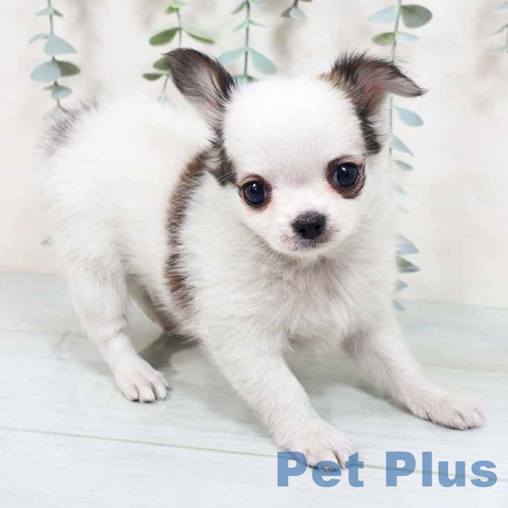 京都府のチワワ(ロング) (ペットプラス 京都桂川店/2025年10月22日生まれ/男の子/ホワイトレッド)の子犬の2枚目の画像