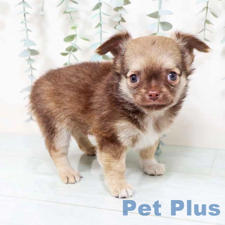奈良県のチワワ(ロング) (ペットプラス 大和郡山店/2025年10月22日生まれ/男の子/チョコレートフォーンホワイト)の子犬の1枚目の画像