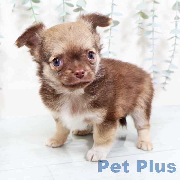 奈良県のチワワ(ロング) (ペットプラス 大和郡山店/2025年10月22日生まれ/男の子/チョコレートフォーンホワイト)の子犬の2枚目の画像