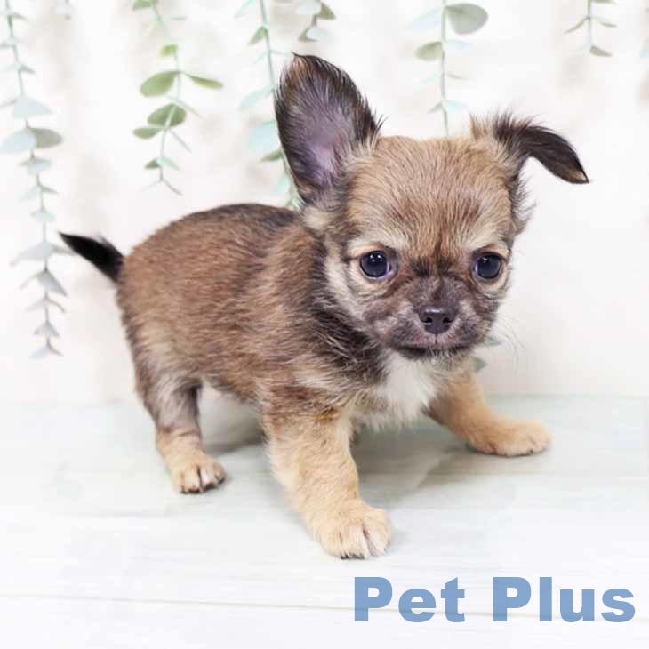 大阪府のチワワ(ロング) (ペットプラス ららぽーと和泉店/2025年10月22日生まれ/女の子/フォーン)の子犬の1枚目の画像
