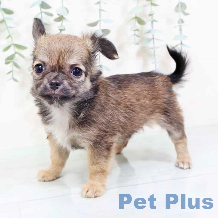 大阪府のチワワ(ロング) (ペットプラス ららぽーと和泉店/2025年10月22日生まれ/女の子/フォーン)の子犬の2枚目の画像