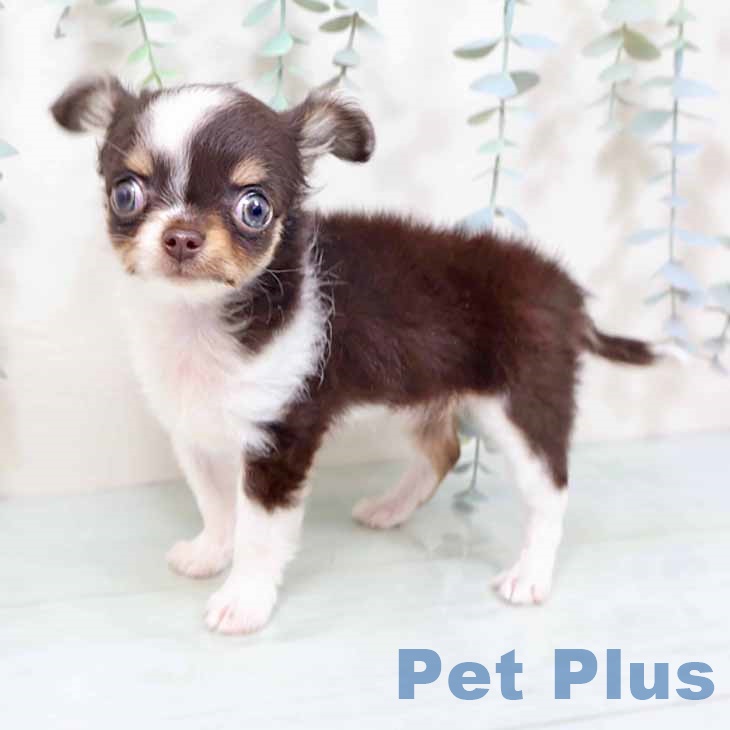 大阪府のチワワ(ロング) (ペットプラス イオン大日店/2025年10月19日生まれ/女の子/チョコレートタンホワイト)の子犬の1枚目の画像