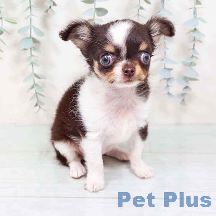 大阪府のチワワ(ロング) (ペットプラス イオン大日店/2025年10月19日生まれ/女の子/チョコレートタンホワイト)の子犬の2枚目の画像