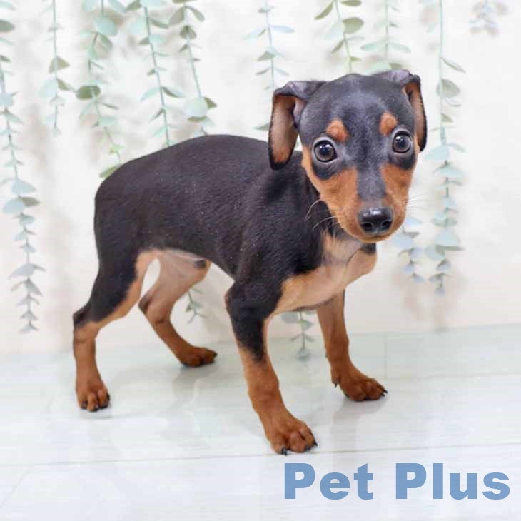和歌山県のミニチュアピンシャー (ペットプラス 和歌山店/2025年10月25日生まれ/男の子/ブラックタン)の子犬の1枚目の画像