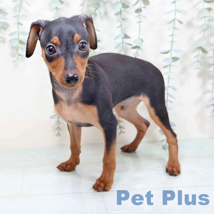 和歌山県のミニチュアピンシャー (ペットプラス 和歌山店/2025年10月25日生まれ/男の子/ブラックタン)の子犬の2枚目の画像