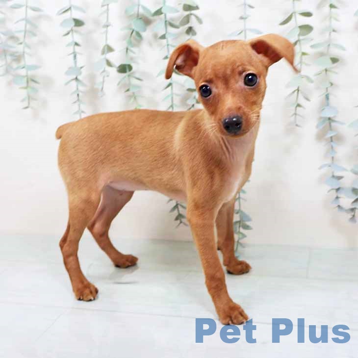 大阪府のミニチュアピンシャー (ペットプラス 堺北花田店/2025年10月25日生まれ/女の子/レッド)の子犬の1枚目の画像