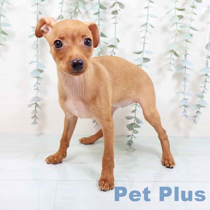 大阪府のミニチュアピンシャー (ペットプラス 堺北花田店/2025年10月25日生まれ/女の子/レッド)の子犬の2枚目の画像