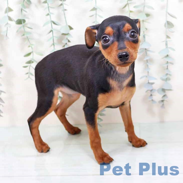 兵庫県のミニチュアピンシャー (ペットプラス 神戸三宮店/2025年10月25日生まれ/女の子/ブラックタン)の子犬の1枚目の画像