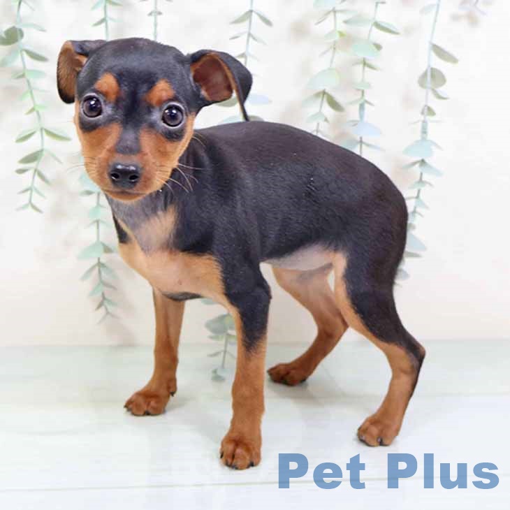 兵庫県のミニチュアピンシャー (ペットプラス 神戸三宮店/2025年10月25日生まれ/女の子/ブラックタン)の子犬の2枚目の画像