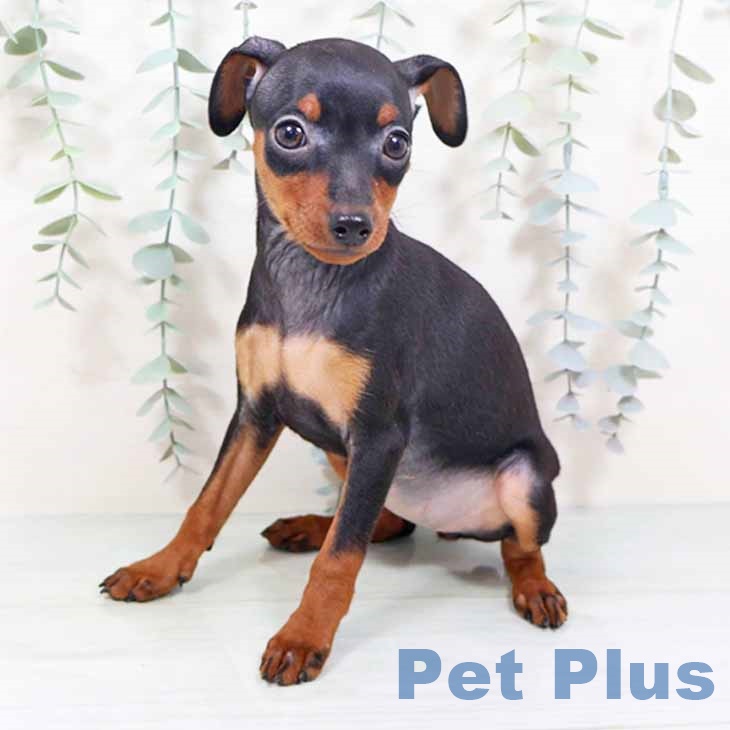 大阪府のミニチュアピンシャー (ペットプラス 大阪ドームシティ店/2025年10月25日生まれ/女の子/ブラックタン)の子犬の1枚目の画像