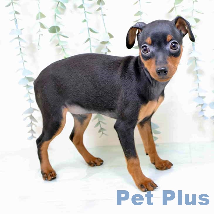 大阪府のミニチュアピンシャー (ペットプラス 大阪ドームシティ店/2025年10月25日生まれ/女の子/ブラックタン)の子犬の2枚目の画像