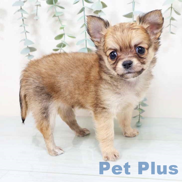 兵庫県のチワワ(ロング) (ペットプラス 明石店/2025年10月27日生まれ/男の子/フォーン)の子犬の1枚目の画像