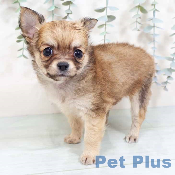 兵庫県のチワワ(ロング) (ペットプラス 明石店/2025年10月27日生まれ/男の子/フォーン)の子犬の2枚目の画像