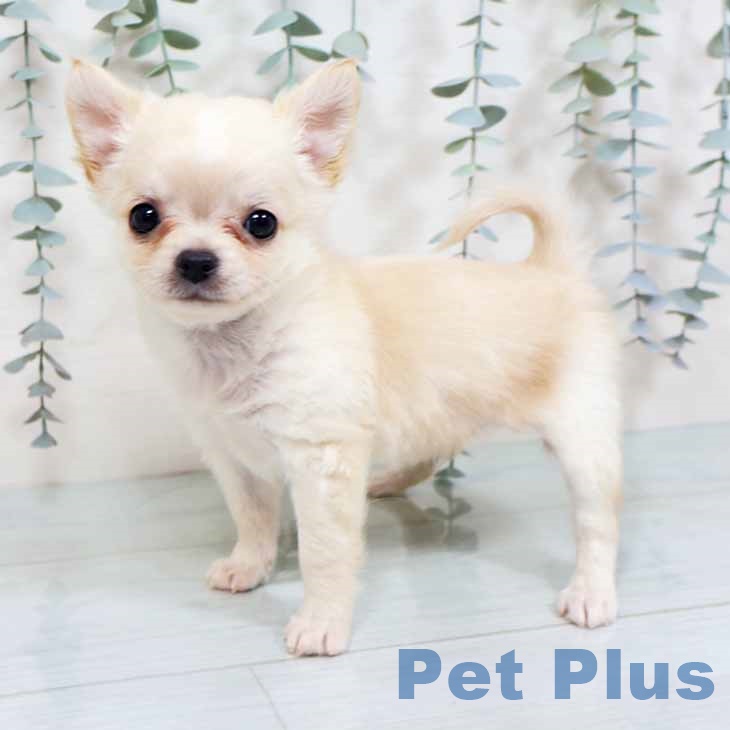 京都府のチワワ(ロング) (ペットプラス イオンモールKYOTO店/2025年10月27日生まれ/男の子/クリームホワイト)の子犬の1枚目の画像
