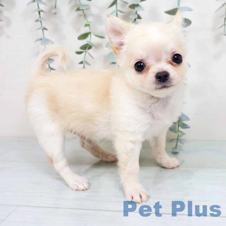 京都府のチワワ(ロング) (ペットプラス イオンモールKYOTO店/2025年10月27日生まれ/男の子/クリームホワイト)の子犬の2枚目の画像