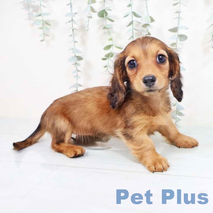 兵庫県のミニチュアダックスフンド(ロング) (ペットプラス 神戸三宮店/2025年10月26日生まれ/女の子/レッド)の子犬の1枚目の画像