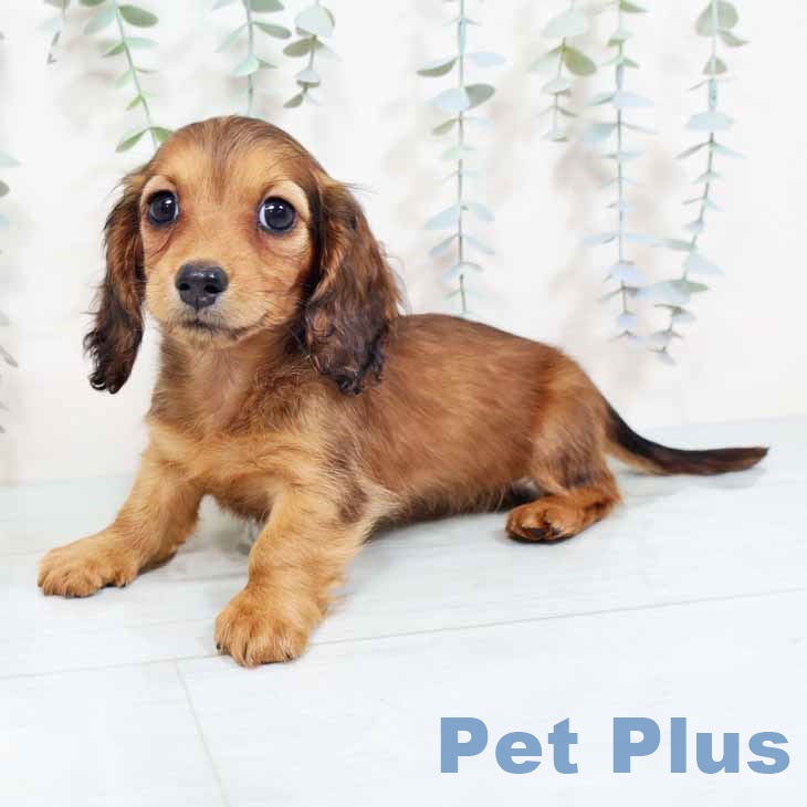 兵庫県のミニチュアダックスフンド(ロング) (ペットプラス 神戸三宮店/2025年10月26日生まれ/女の子/レッド)の子犬の2枚目の画像