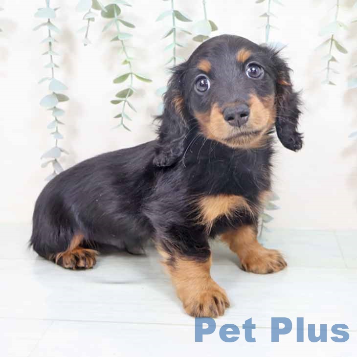 大阪府のミニチュアダックスフンド(ロング) (ペットプラス 堺鉄砲町店/2025年10月26日生まれ/男の子/ブラックタン)の子犬の1枚目の画像