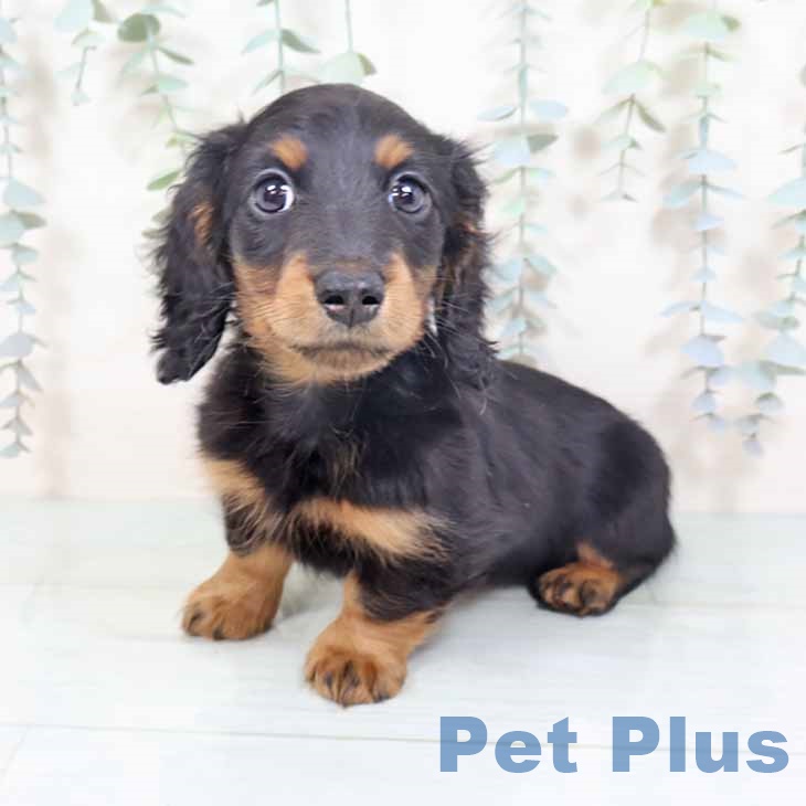 大阪府のミニチュアダックスフンド(ロング) (ペットプラス 堺鉄砲町店/2025年10月26日生まれ/男の子/ブラックタン)の子犬の2枚目の画像